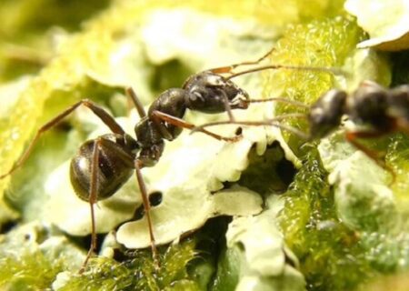 مورچه‌ها می‌توانند سرطان را بو بکشند!