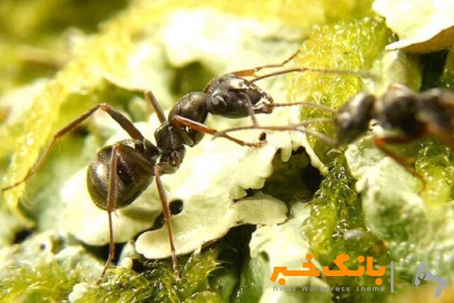 مورچه‌ها می‌توانند سرطان را بو بکشند!