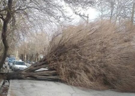 شکسته شدن درختان و خسارت تندباد شدید به زیرساخت‌ها در چندین شهر استان سمنان