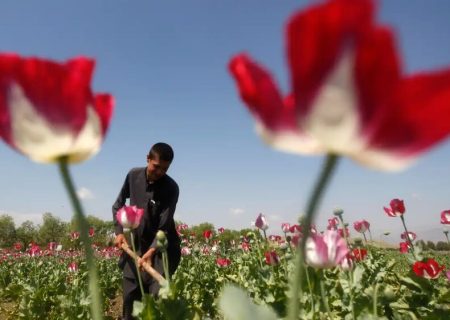 واکنش ستاد مبارزه با مواد مخدر به ادعای کاهش ۹۵ درصدی کشت تریاک در افغانستان
