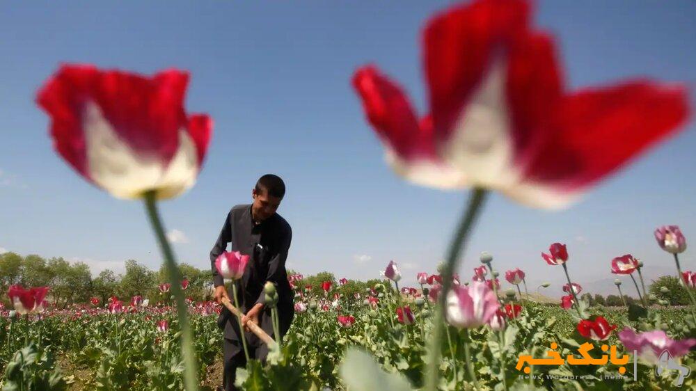 واکنش ستاد مبارزه با مواد مخدر به ادعای کاهش ۹۵ درصدی کشت تریاک در افغانستان