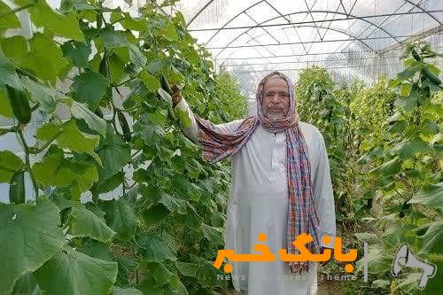 راه‌اندازی ۱۲ واحد گلخانه در مهرستان