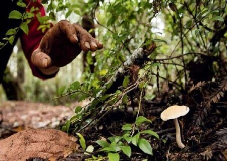 انواع قارچ‌های خطرناک را بشناسید؛ از قارچ‌های توهم‌زای «جادویی» تا مرگ با «موسکاریا»