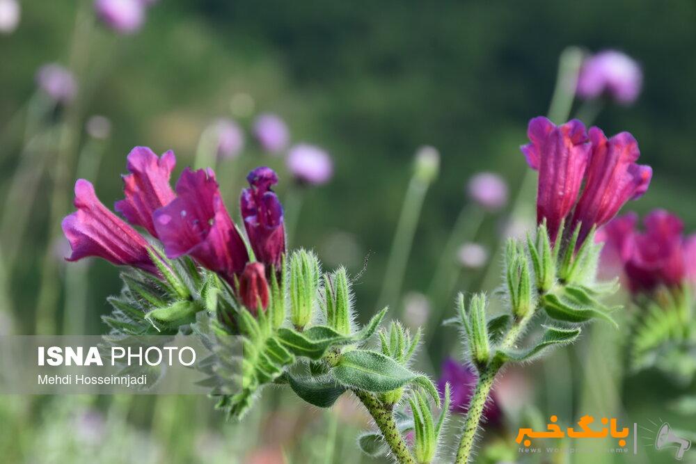 شعبده‌بازی گیاهان با آب و نور/ وجود ۸۰۰۰ گونه گیاهی در ایران