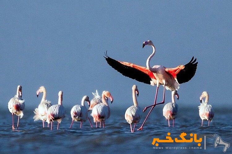 ورود سالانه حدود ۲ میلیون پرنده مهاجر به ایران/ شناسایی ۱۶۰ پرنده آبزی و کنارآبزی مهاجر در کشور