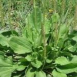 بارهنگ؛ گیاهی دارویی با خواص ضدالتهابی و ترمیم‌کننده